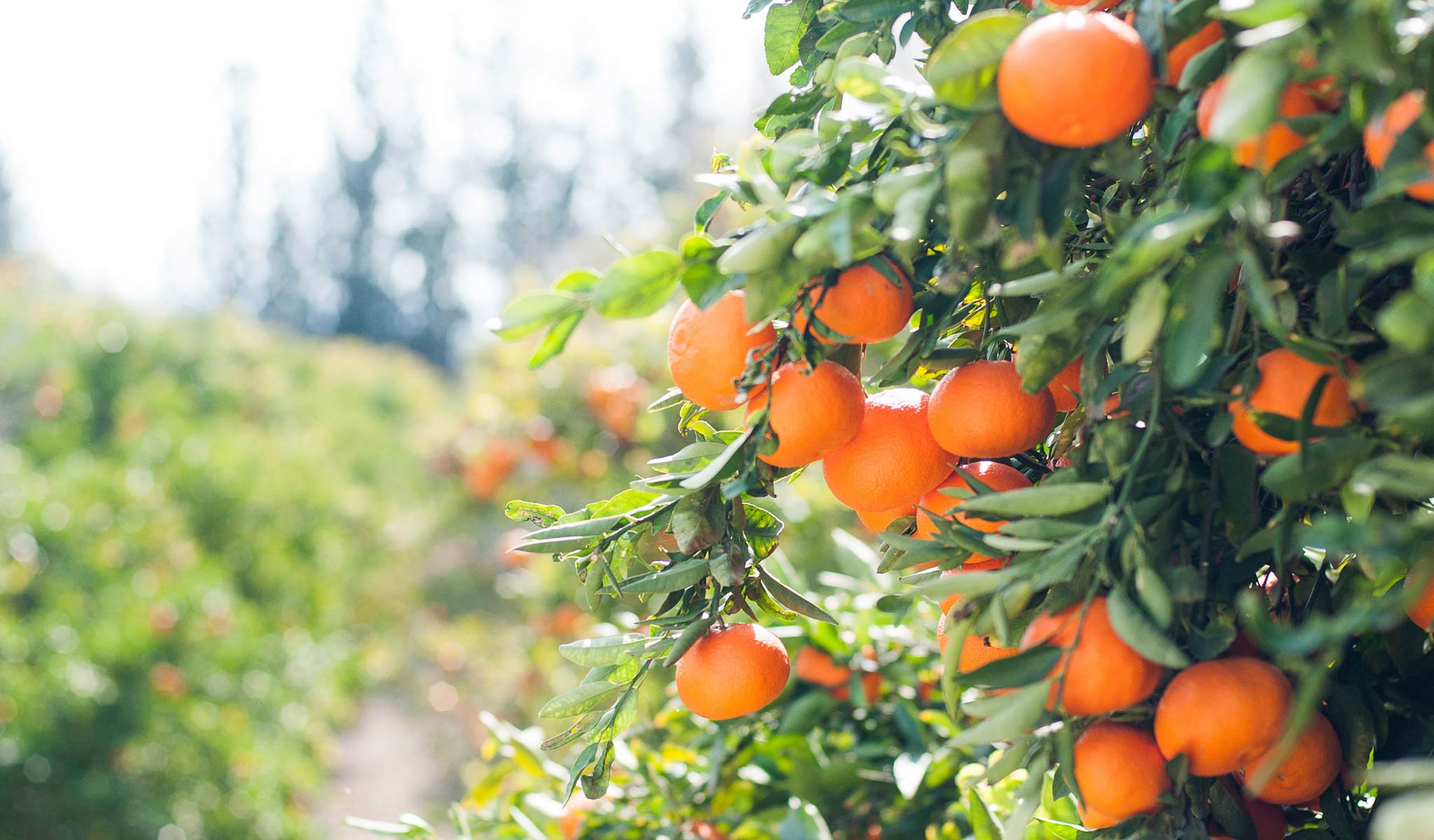 12 States with Food Waste Legislation RTS